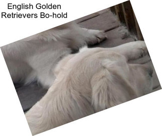 English Golden Retrievers Bo-hold