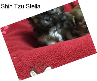 Shih Tzu Stella