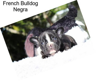 French Bulldog Negra