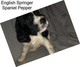 English Springer Spaniel Pepper