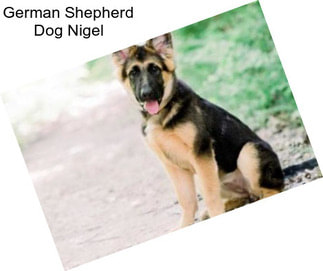 German Shepherd Dog Nigel