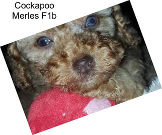 Cockapoo Merles F1b