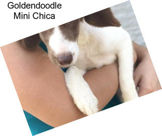 Goldendoodle Mini Chica