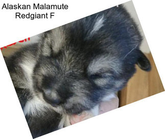 Alaskan Malamute Redgiant F