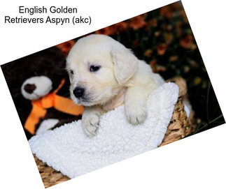 English Golden Retrievers Aspyn (akc)