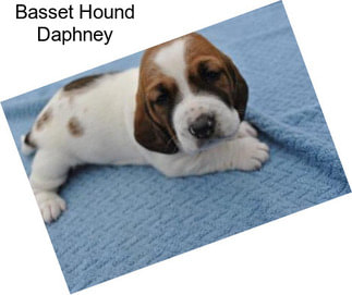 Basset Hound Daphney