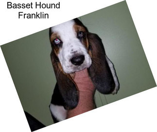 Basset Hound Franklin