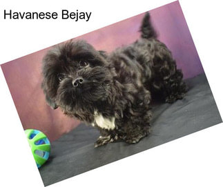 Havanese Bejay