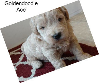 Goldendoodle Ace