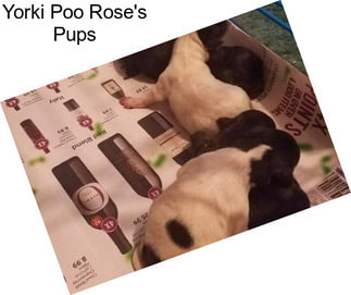 Yorki Poo Rose\'s Pups