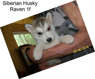 Siberian Husky Raven 1f