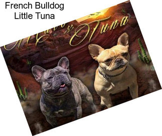 French Bulldog Little Tuna