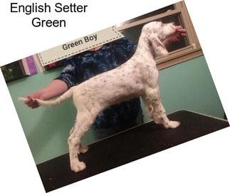 English Setter Green