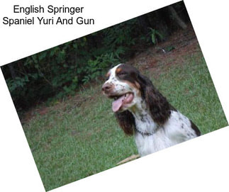 English Springer Spaniel Yuri And Gun