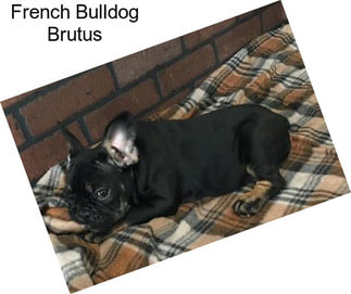 French Bulldog Brutus