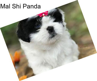 Mal Shi Panda
