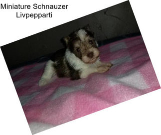 Miniature Schnauzer Livpepparti