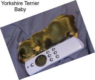 Yorkshire Terrier Baby