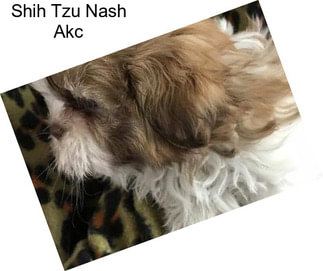 Shih Tzu Nash Akc