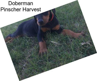 Doberman Pinscher Harvest