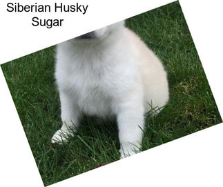 Siberian Husky Sugar