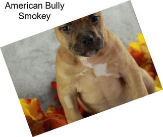 American Bully Smokey