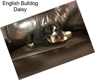 English Bulldog Daisy