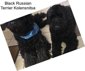 Black Russian Terrier Kolensnitsa