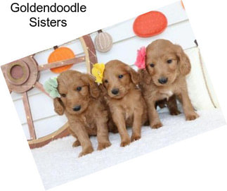 Goldendoodle Sisters