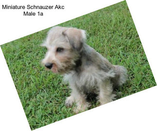 Miniature Schnauzer Akc Male 1a