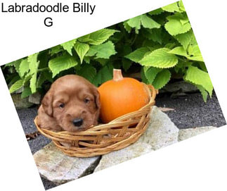 Labradoodle Billy G