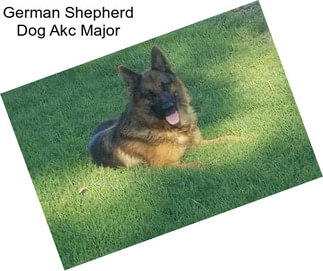German Shepherd Dog Akc Major