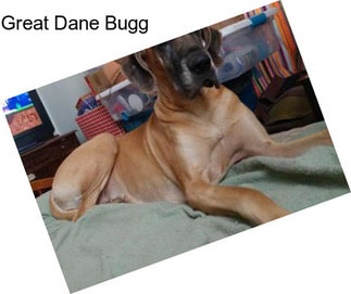 Great Dane Bugg