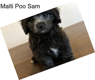 Malti Poo Sam