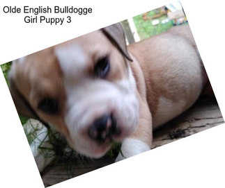 Olde English Bulldogge Girl Puppy 3