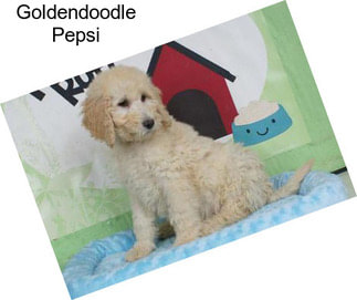 Goldendoodle Pepsi