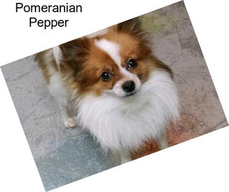 Pomeranian Pepper