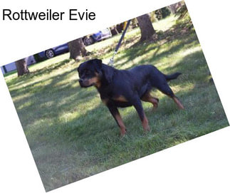 Rottweiler Evie