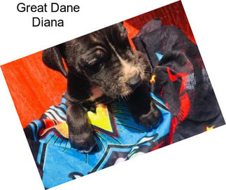 Great Dane Diana