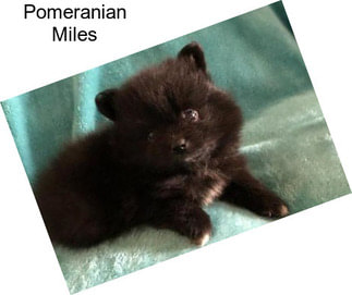 Pomeranian Miles