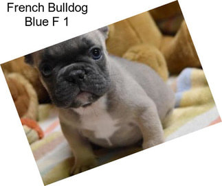 French Bulldog Blue F 1