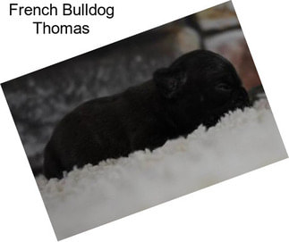 French Bulldog Thomas