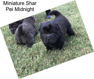 Miniature Shar Pei Midnight