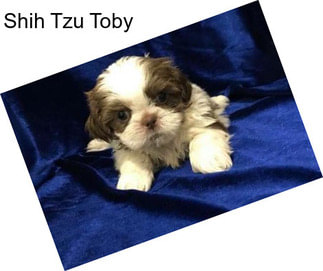 Shih Tzu Toby