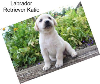 Labrador Retriever Katie