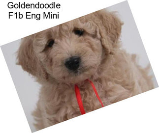 Goldendoodle F1b Eng Mini