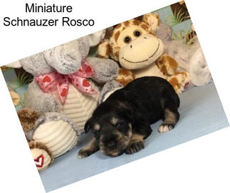 Miniature Schnauzer Rosco