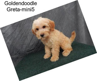 Goldendoodle Greta-mini5