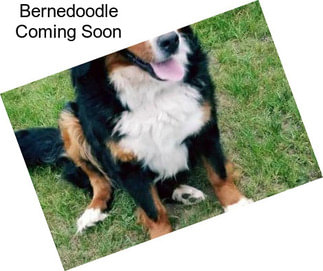 Bernedoodle Coming Soon