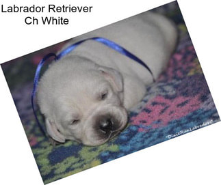 Labrador Retriever Ch White